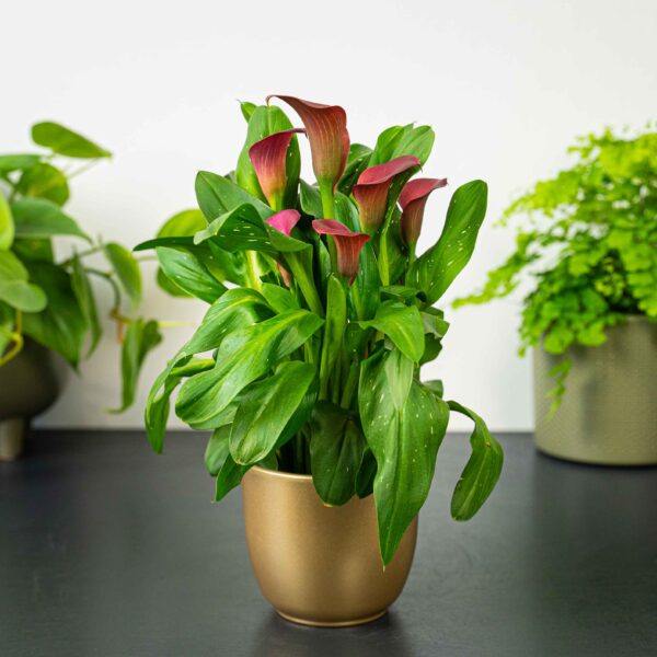 zantedeschia-red-kalla zantedeschia-red-kalla