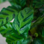 calathea-albertii