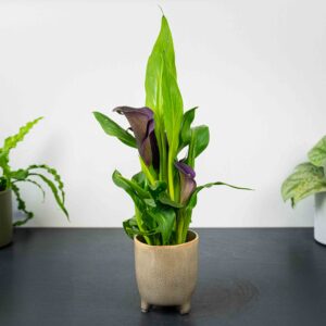 zantedeschia-purple-moon-kalla