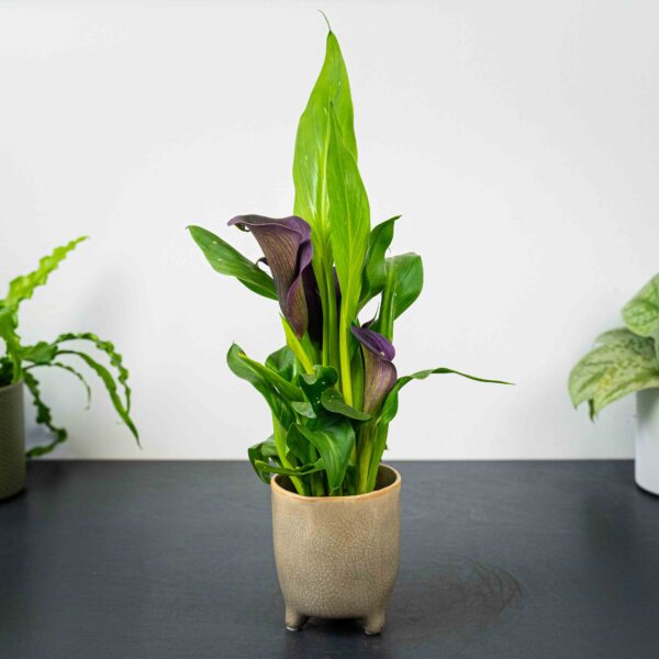 zantedeschia-purple-moon-kalla