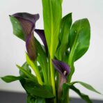 zantedeschia-purple-moon-kalla