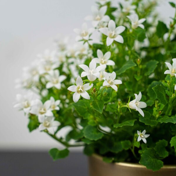 dzwonek-dalmatynski-bialy-campanula-portenschlagiana dzwonek-dalmatynski-bialy-campanula-portenschlagiana