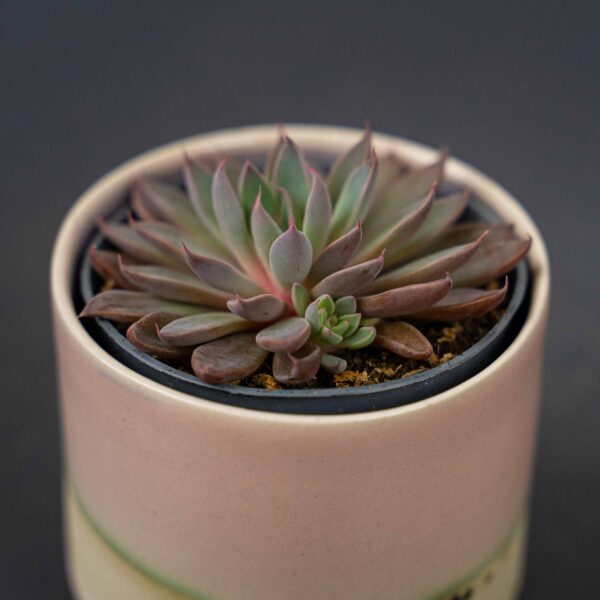 eszeweria-rusbyi-baby-echeveria eszeweria-rusbyi-baby-echeveria