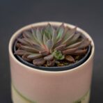 eszeweria-rusbyi-baby-echeveria