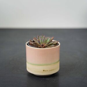 eszeweria-rusbyi-baby-echeveria