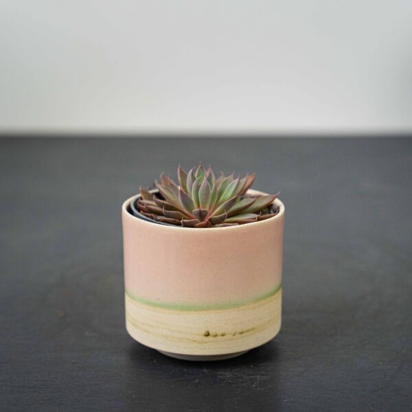 eszeweria-rusbyi-baby-echeveria eszeweria-rusbyi-baby-echeveria