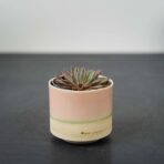 eszeweria-rusbyi-baby-echeveria