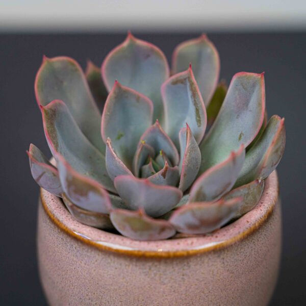 zestaw-eszeweria-oslonce-na-nozkach-echeveria zestaw-eszeweria-oslonce-na-nozkach-echeveria