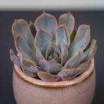 zestaw-eszeweria-oslonce-na-nozkach-echeveria