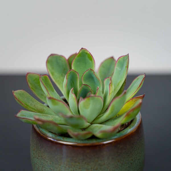 zestaw-eszeweria-oslonce-na-nozkach-echeveria zestaw-eszeweria-oslonce-na-nozkach-echeveria