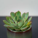 zestaw-eszeweria-oslonce-na-nozkach-echeveria