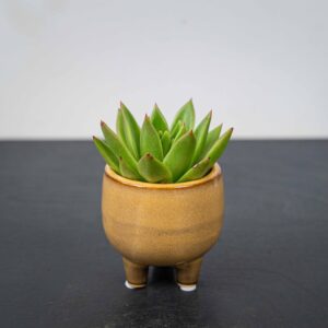 zestaw-eszeweria-oslonce-na-nozkach-echeveria
