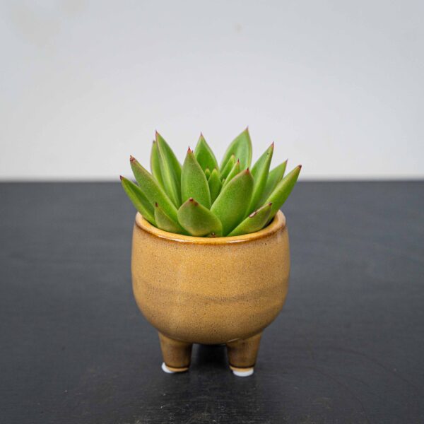 zestaw-eszeweria-oslonce-na-nozkach-echeveria