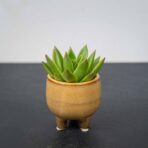 zestaw-eszeweria-oslonce-na-nozkach-echeveria