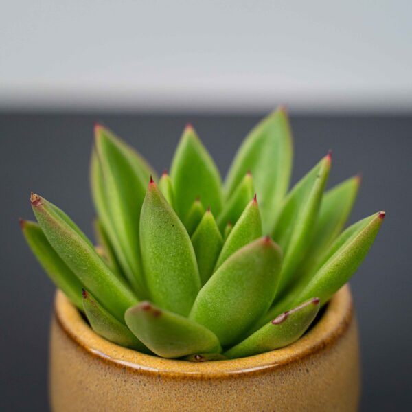 zestaw-eszeweria-oslonce-na-nozkach-echeveria zestaw-eszeweria-oslonce-na-nozkach-echeveria