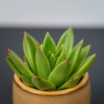 zestaw-eszeweria-oslonce-na-nozkach-echeveria