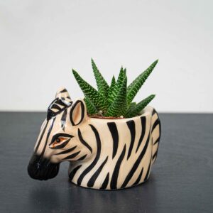 zestaw-sukulent-w-oslonce-zebra
