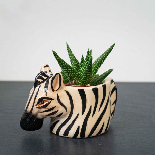 zestaw-sukulent-w-oslonce-zebra