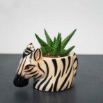 zestaw-sukulent-w-oslonce-zebra