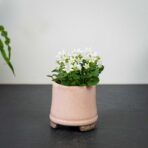 dzwonek-dalmatynski-bialy-baby-campanula-portenschlagiana