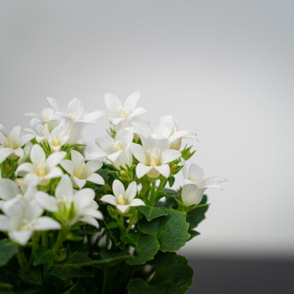 dzwonek-dalmatynski-bialy-baby-campanula-portenschlagiana dzwonek-dalmatynski-bialy-baby-campanula-portenschlagiana