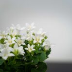 dzwonek-dalmatynski-bialy-baby-campanula-portenschlagiana