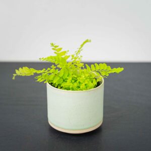 paproc-boston-blonde-baby-nephrolepis