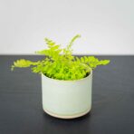 paproc-boston-blonde-baby-nephrolepis
