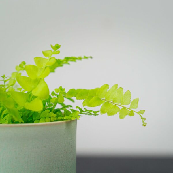 paproc-boston-blonde-baby-nephrolepis paproc-boston-blonde-baby-nephrolepis