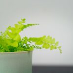 paproc-boston-blonde-baby-nephrolepis