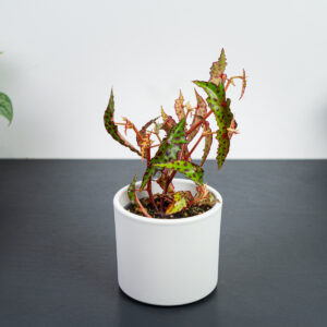 begonia-amphioxus