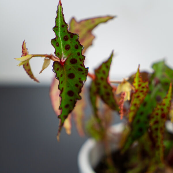 begonia-amphioxus begonia-amphioxus
