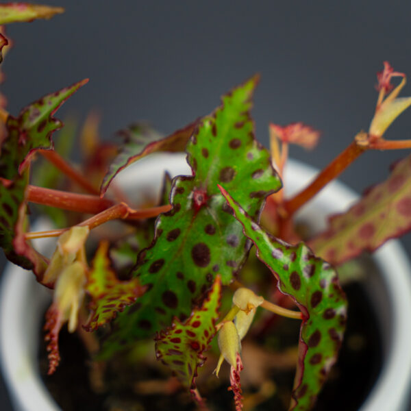 begonia-amphioxus begonia-amphioxus