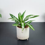 dracaena-green-jewel-dracena