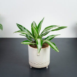 dracaena-green-jewel-dracena