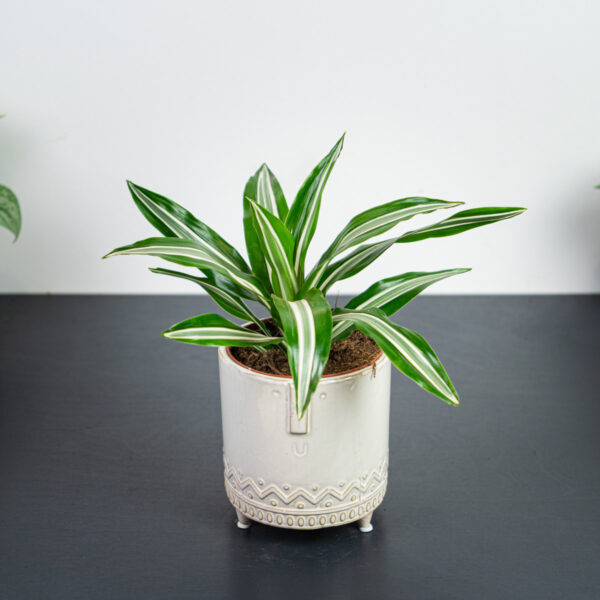dracaena-green-jewel-dracena