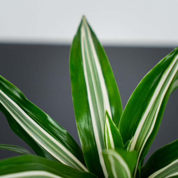 dracaena-green-white-dracena dracaena-green-white-dracena