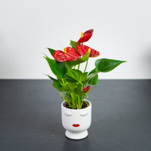 zestaw-anthurium-diamond-red-w-oslonce