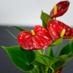 zestaw-anthurium-diamond-red-w-oslonce