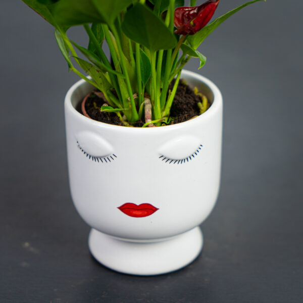zestaw-anthurium-diamond-red-w-oslonce zestaw-anthurium-diamond-red-w-oslonce
