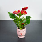 zestaw-anthurium-diamond-red-w-oslonce