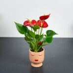 zestaw-anthurium-diamond-red-w-oslonce