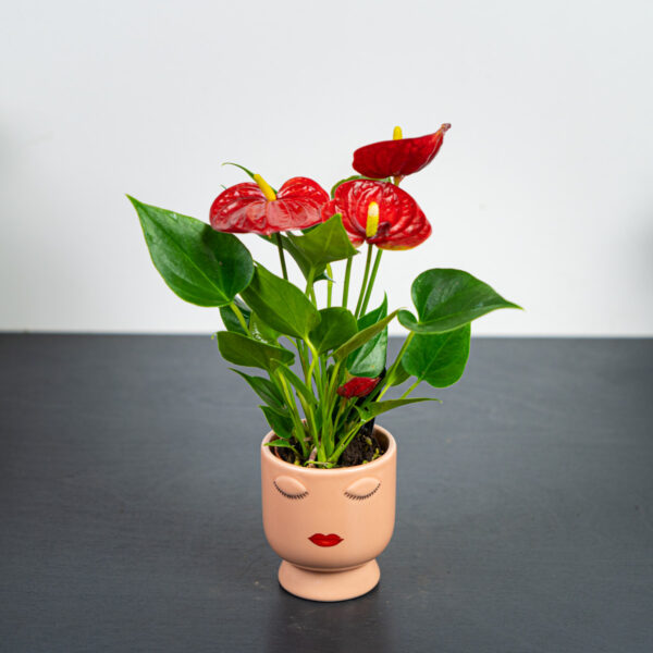 zestaw-anthurium-diamond-red-w-oslonce zestaw-anthurium-diamond-red-w-oslonce