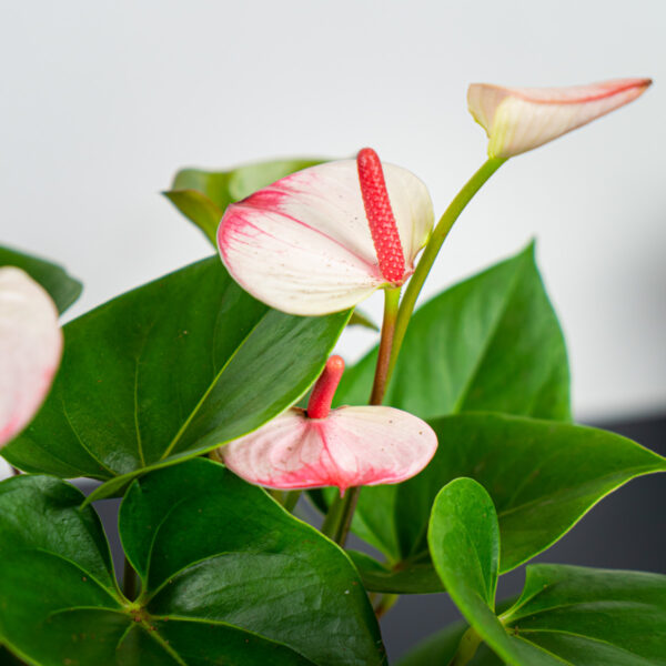anthurium-princess-amalia anthurium-princess-amalia