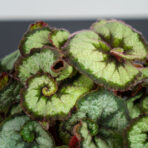 begonia-rex-princess-of-hanover