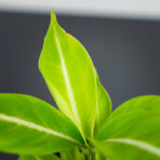 spattebachia