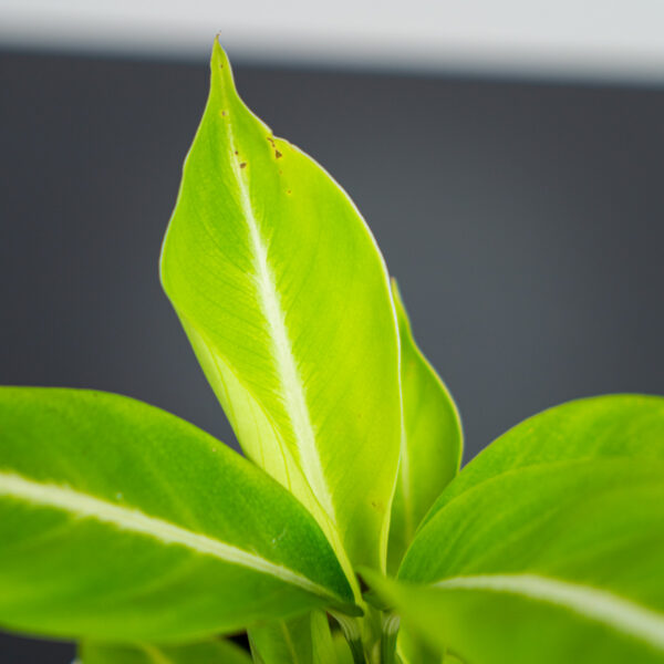 spattebachia spattebachia