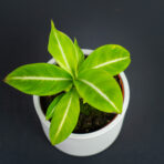 spattebachia