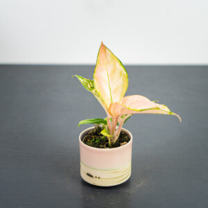 aglaonema-pink-baby