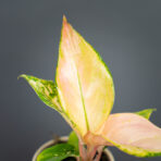 aglaonema-pink-baby